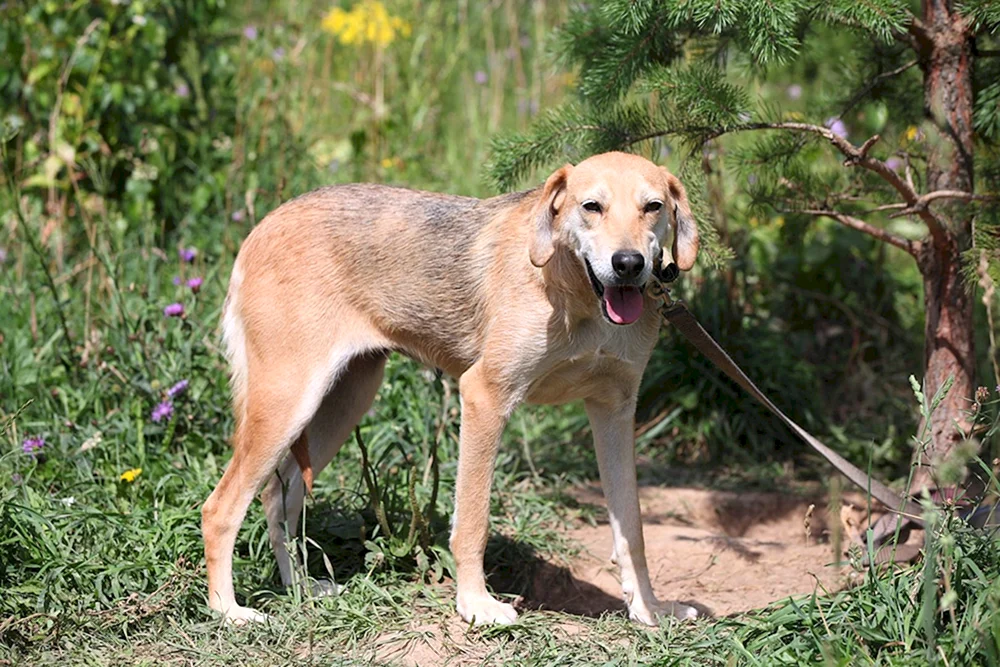Norwegischer Dunker-Hund