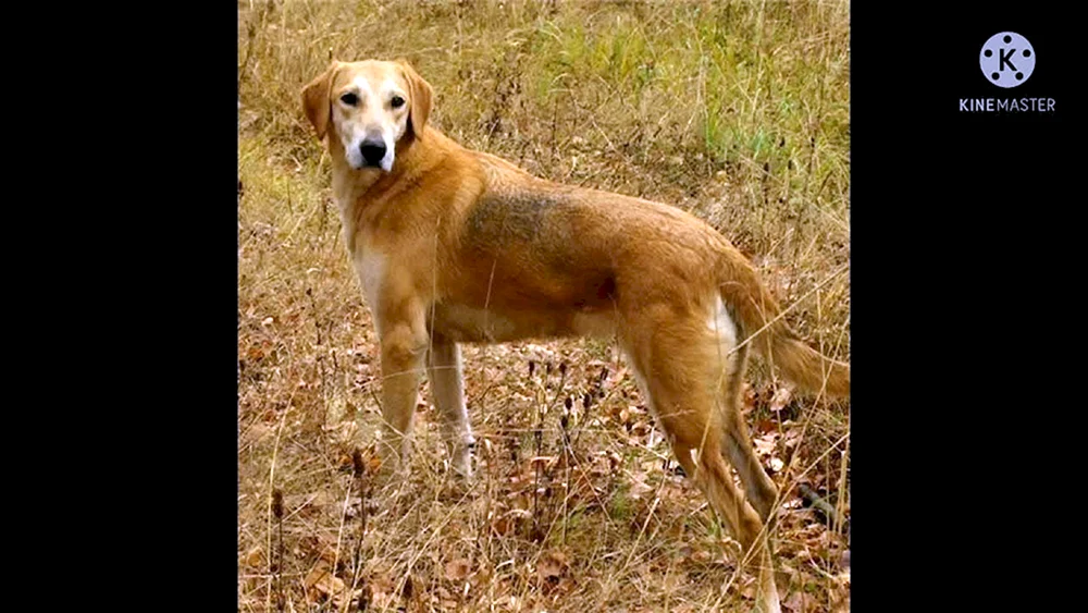 Sibirischer Jagdhund