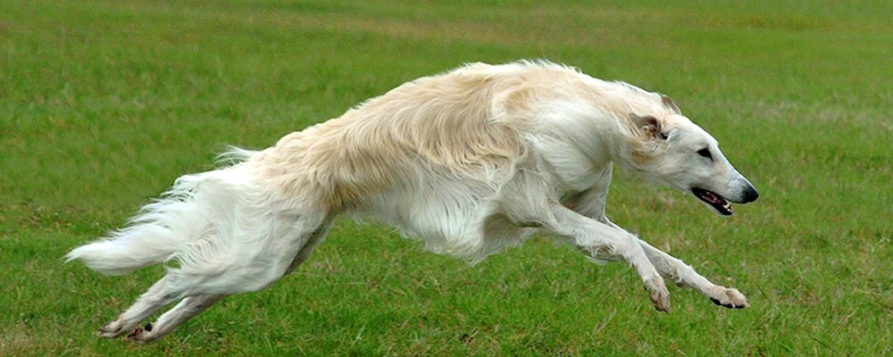 Russischer Laufhund Windhund
