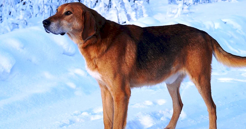 Russischer Windhund