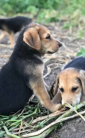 Russischer Windhund Welpe