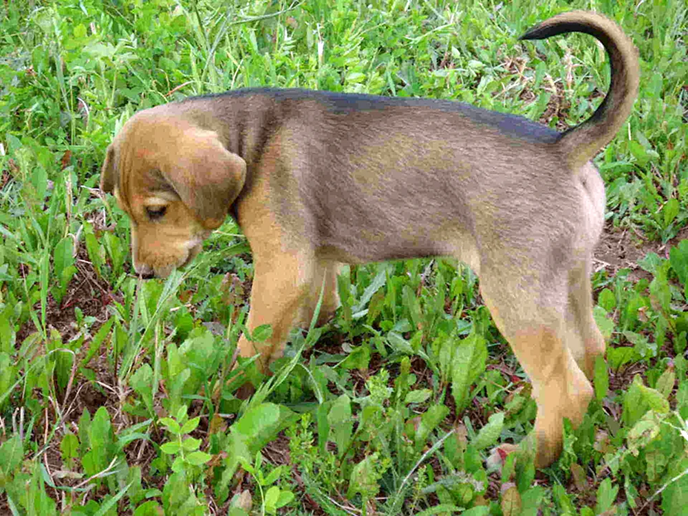 Russischer Windhund Welpe