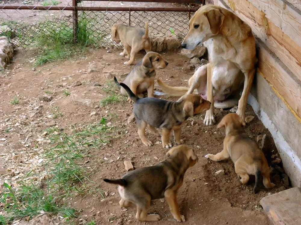Russischer Windhund Kätzchen
