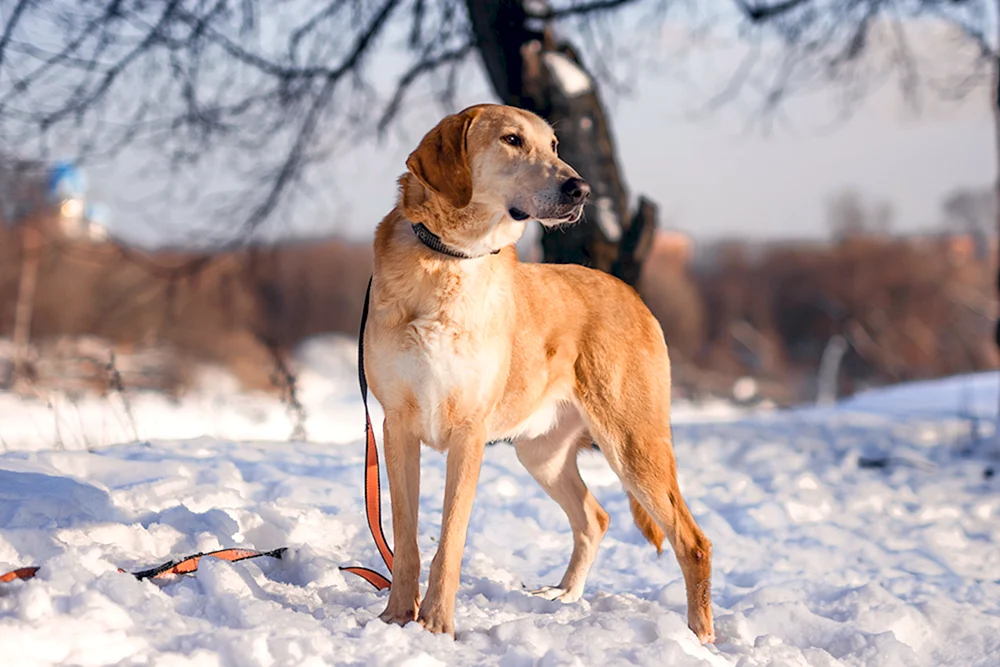 Russischer Jagdhund mestis
