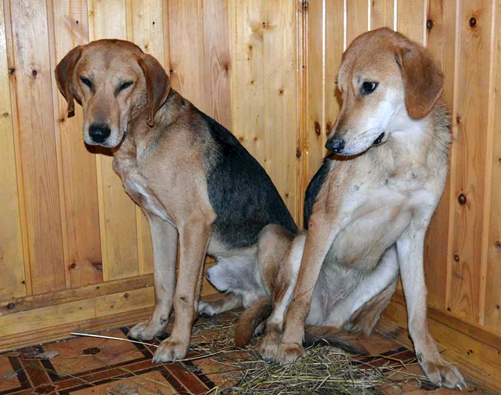 Russischer Jagdhund