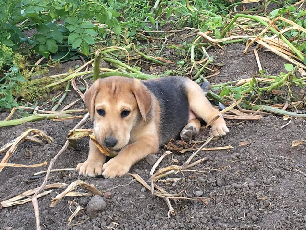 Russischer Windhund Welpe