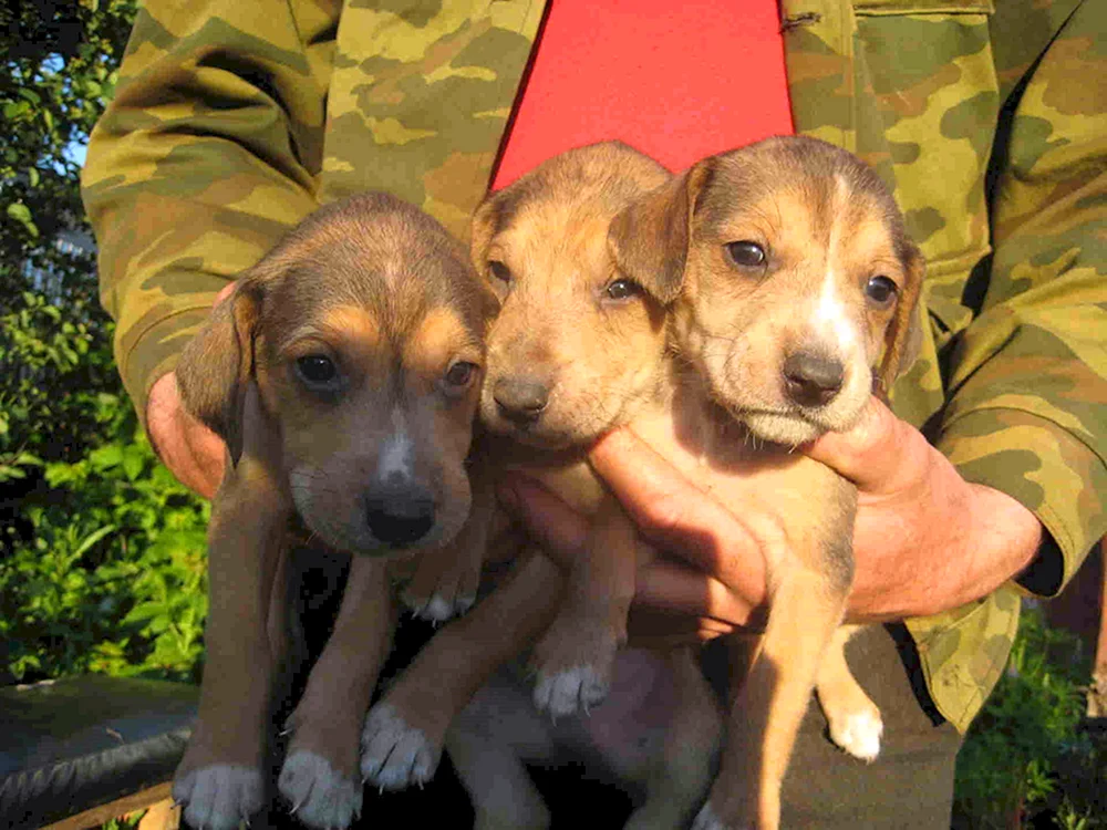 Russischer Windhund Welpe