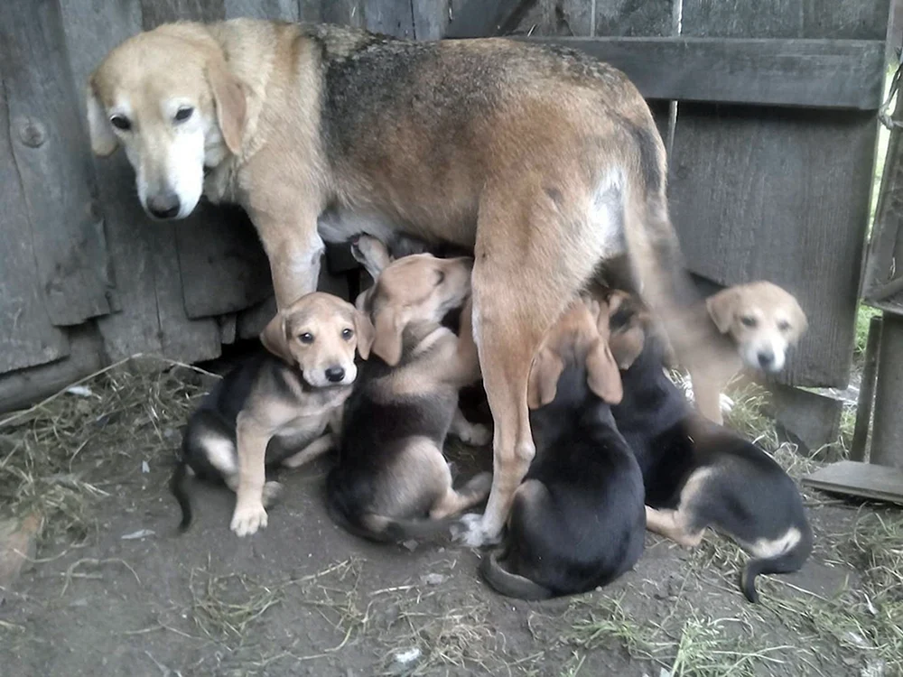 Russischer Windhund Welpen