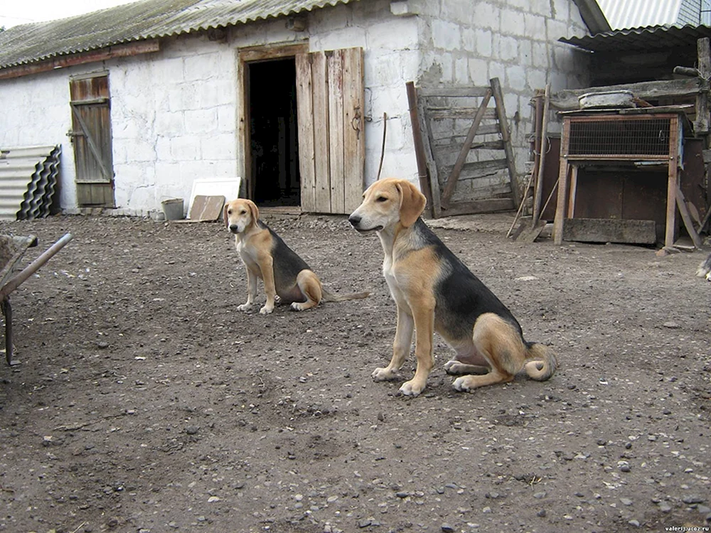 Russischer Windhund Welpen