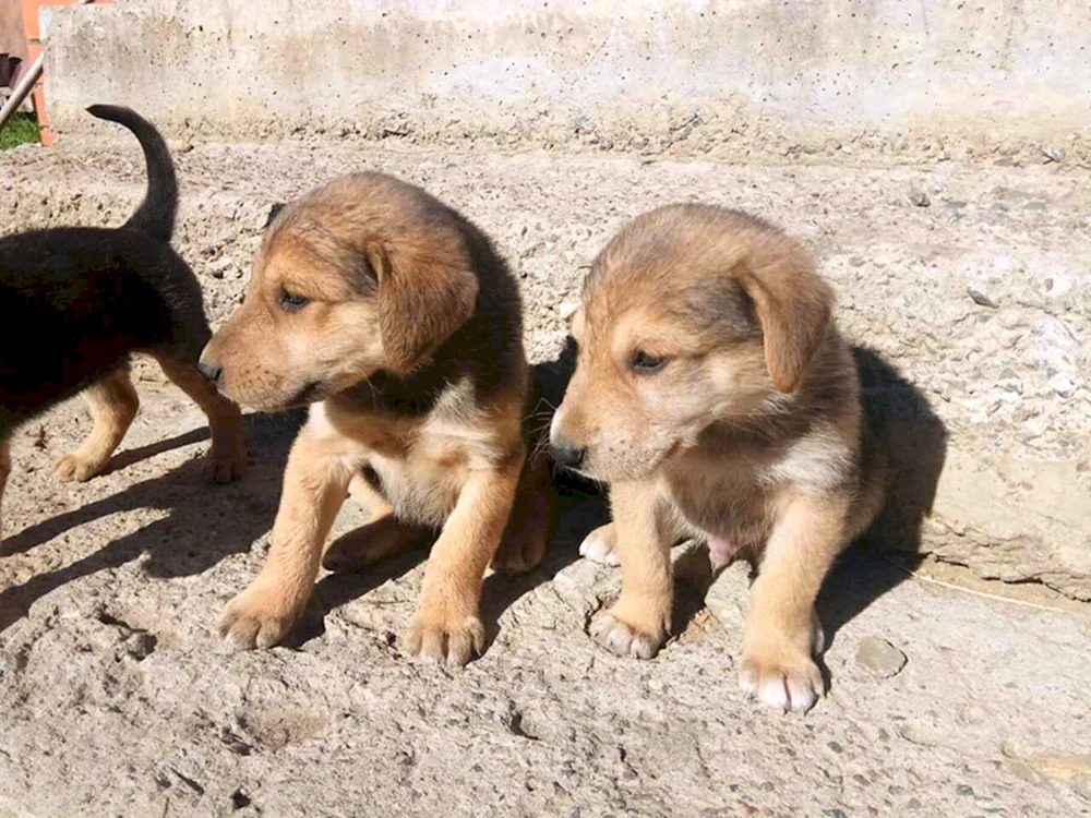 Russischer Windhund Welpen
