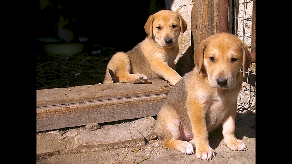 Russischer Windhund Welpe