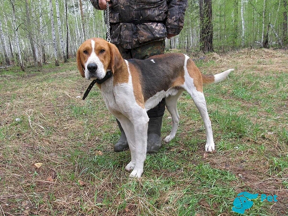 Russischer Jagd-Windhund