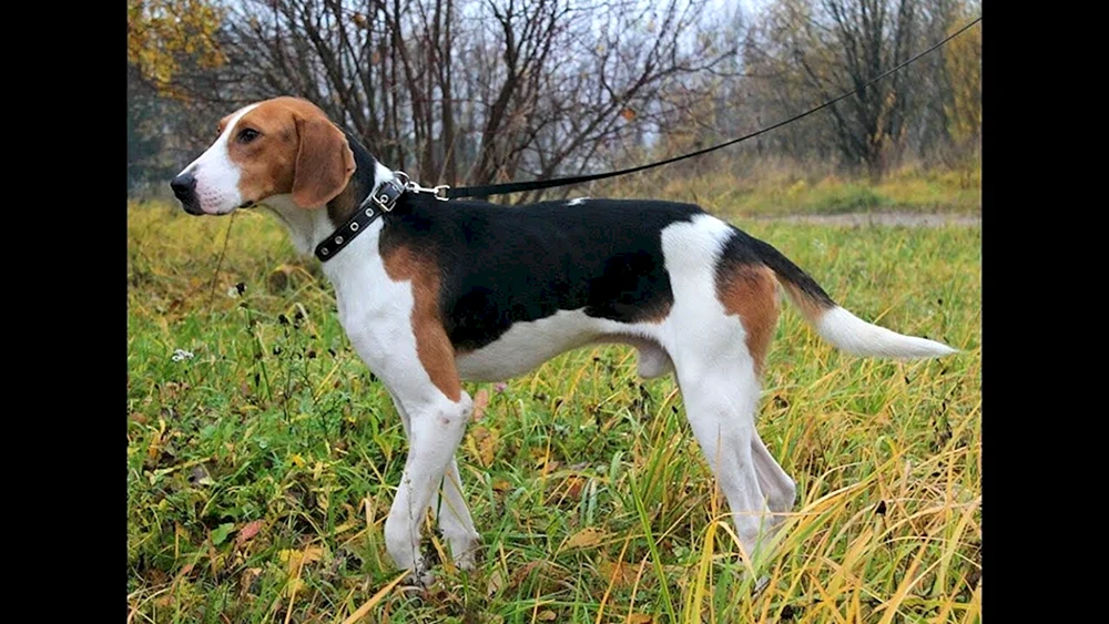 Russischer Windhund