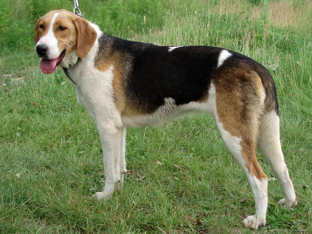 Cocker spaniel Jagdspaniel