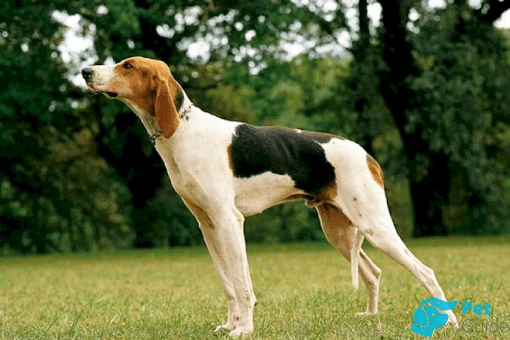Russischer Jagdhund