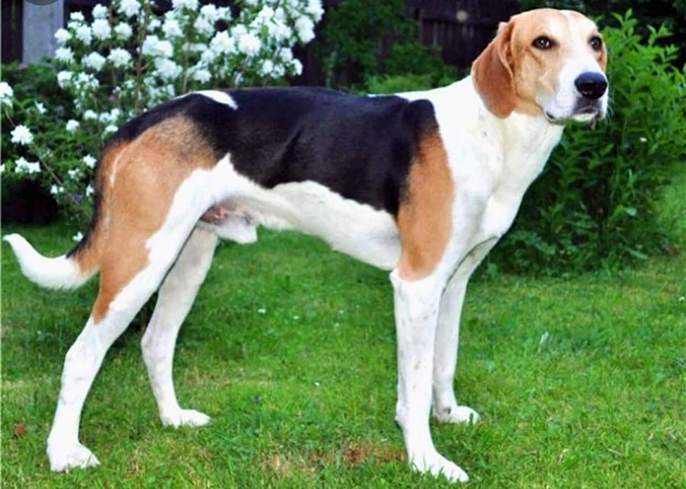 Hamilton Hound