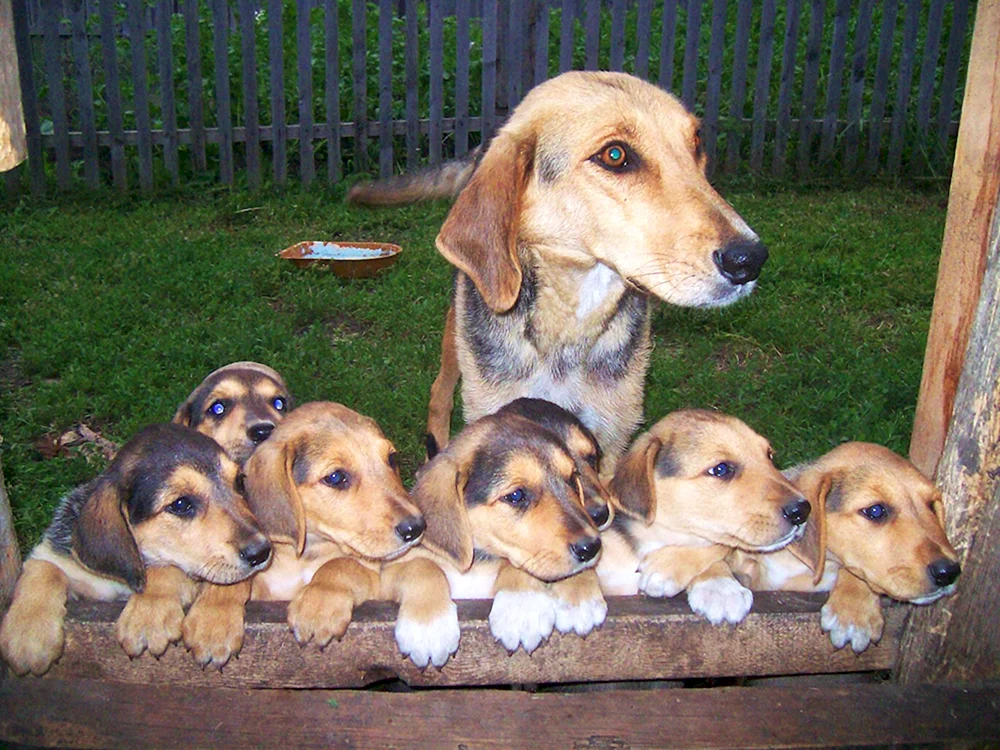 Russischer Windhund Welpe