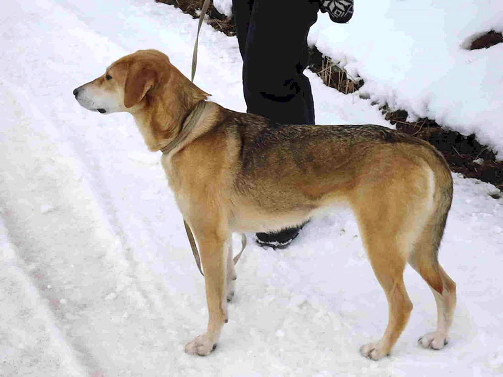 Russischer Windhund