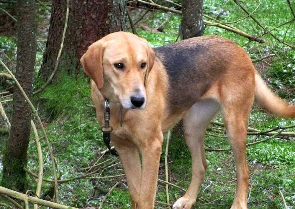 Russischer Windhund Schäferin