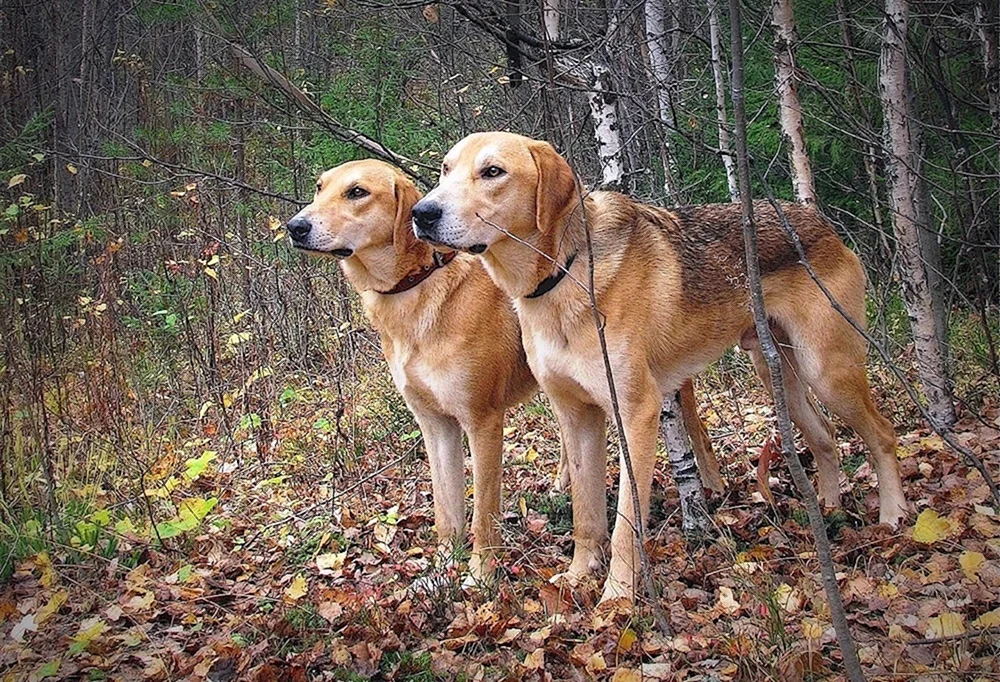 Estnische Jagdhundrasse