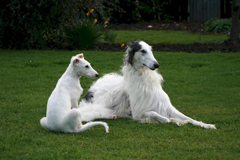 Weißer Windhund Hunderasse