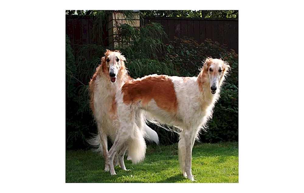 Russisch. Jagdhund Windhund