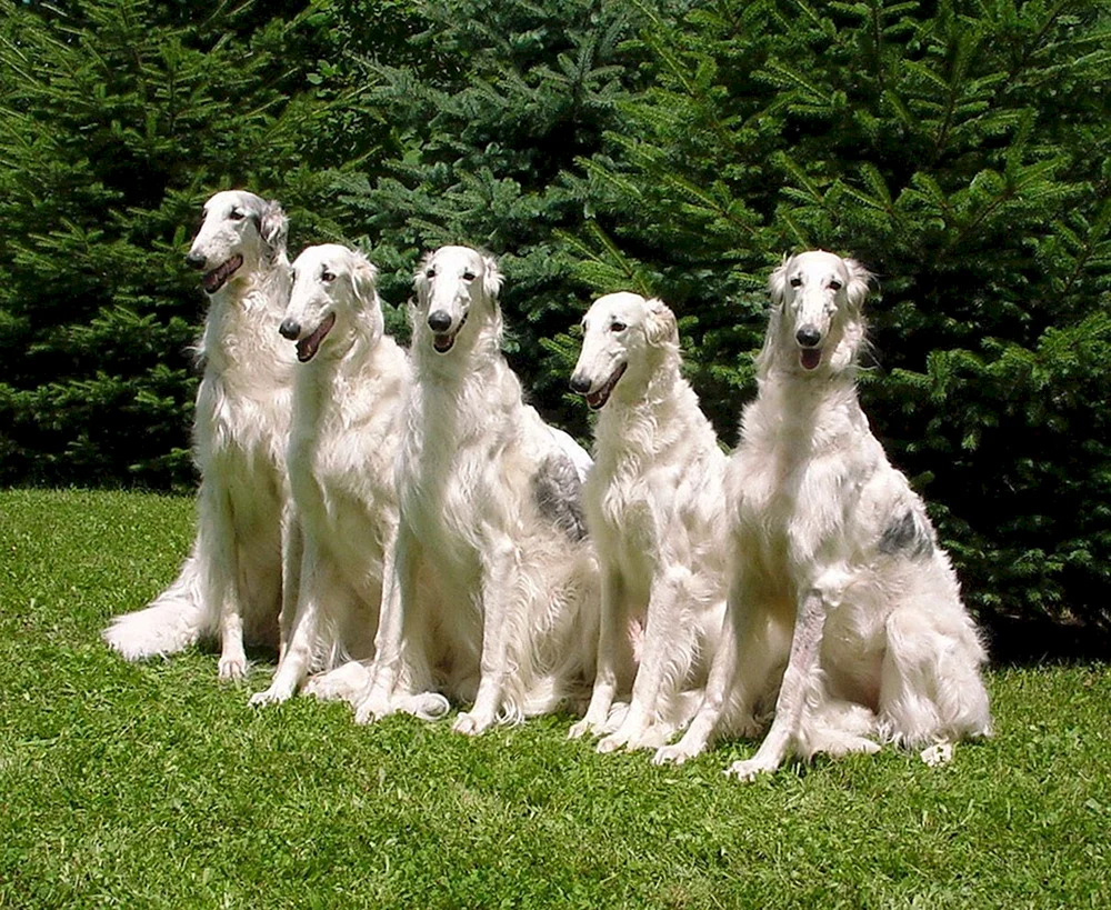 Russischer Jagdhund Windhund