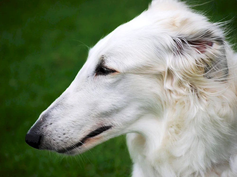 Russischer Jagdhund Windhund