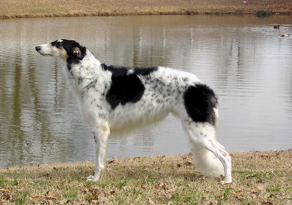 Russischer Windhund Hund