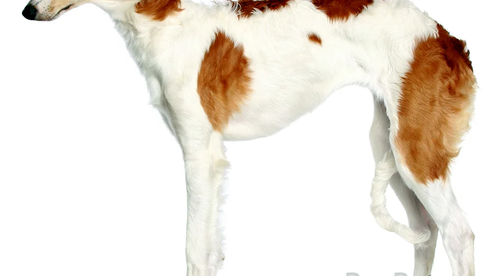 Russian Hound Greyhound