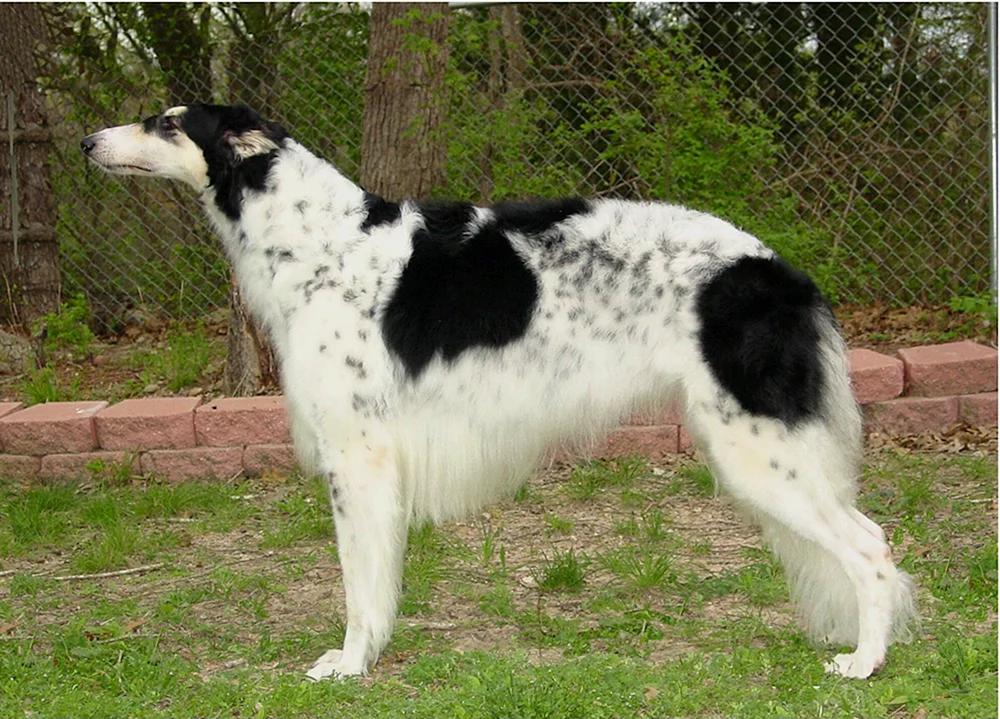 Südrussische Steppe Windhund