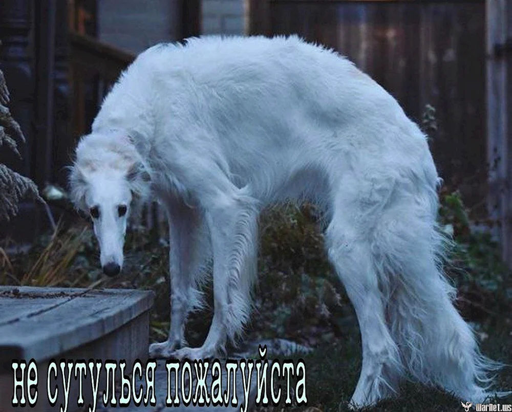 Hound Greyhound Hund