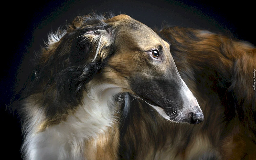 Russischer Windhund Hunderasse