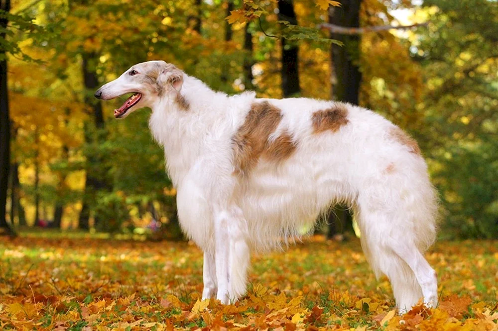 Russischer Laufhund Windhund Hunderassen
