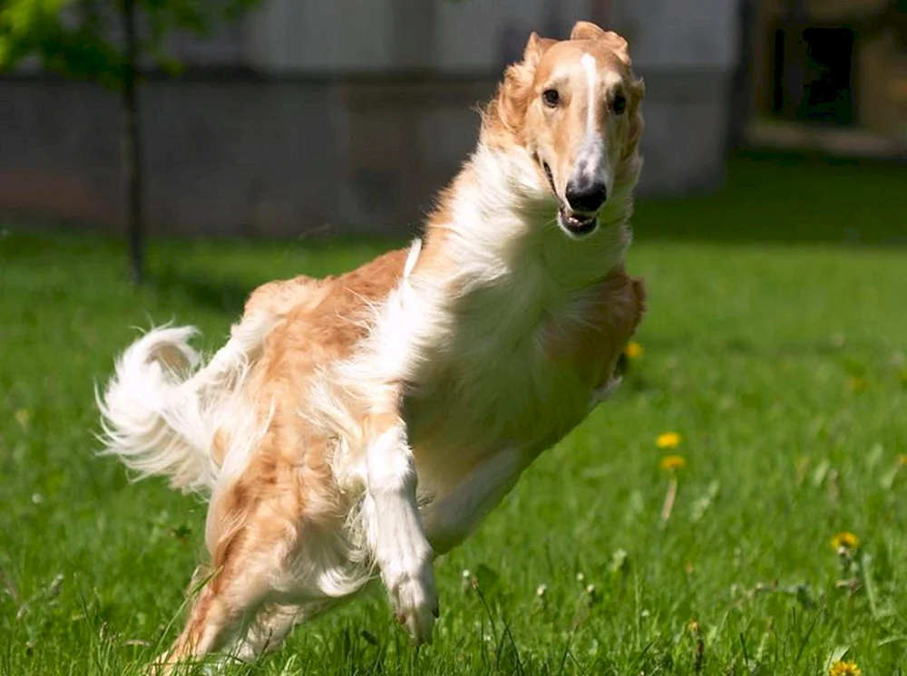 Russischer Jagdhund Windhund Rassen von Hunden