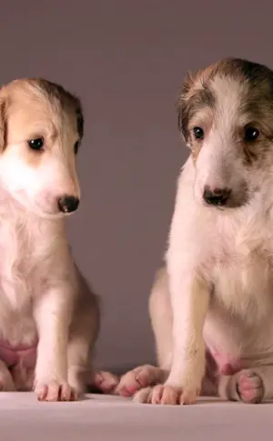 Russischer Windhund-Welpe