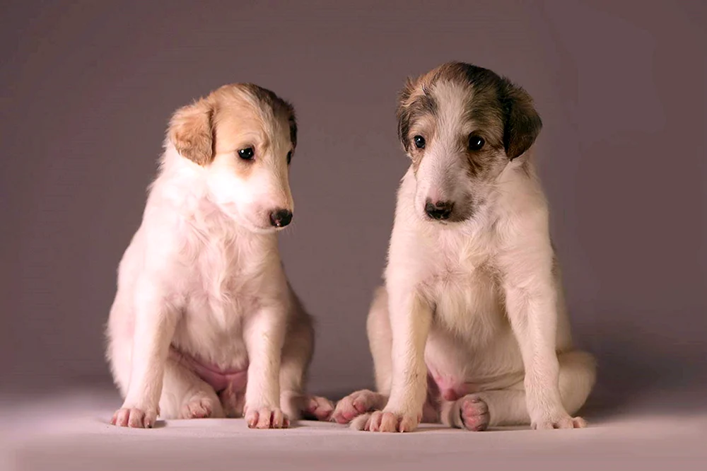 Russischer Windhund-Welpe