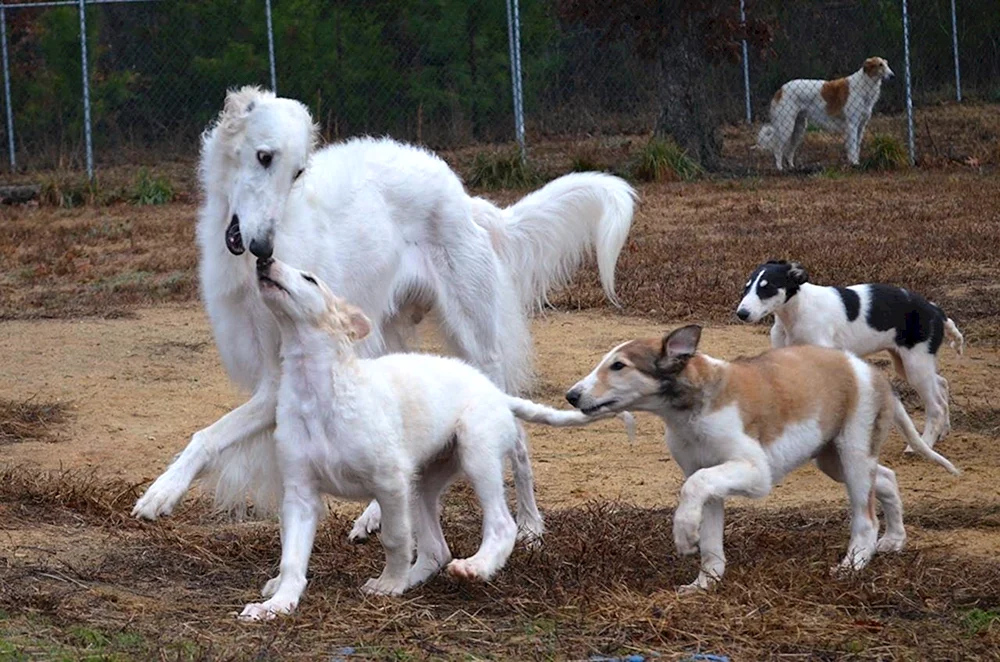 Russischer Windhund-Welpe