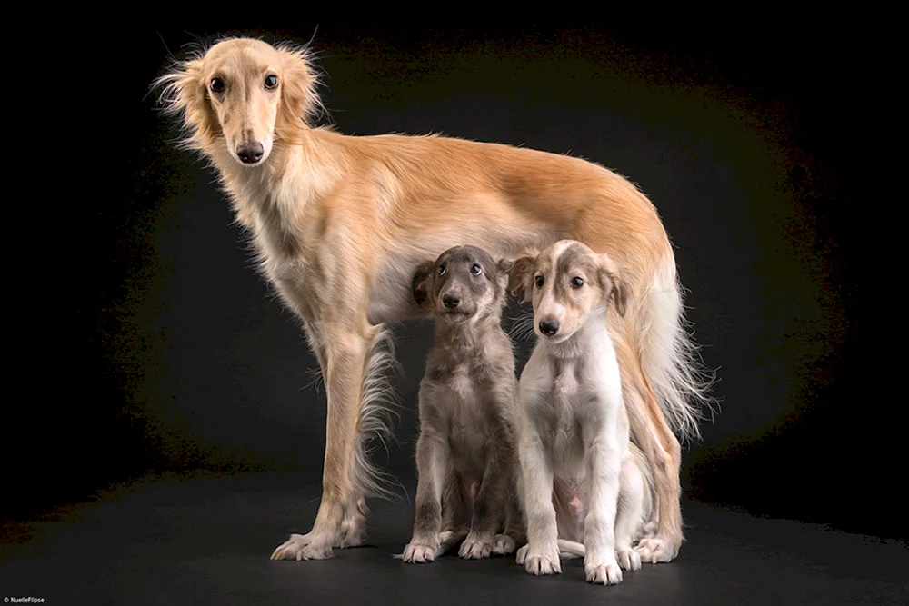Russischer Windhund-Welpe