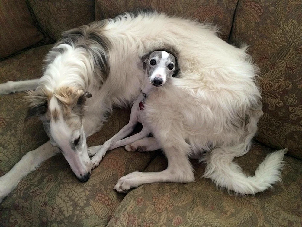 Russischer Windhund-Welpe