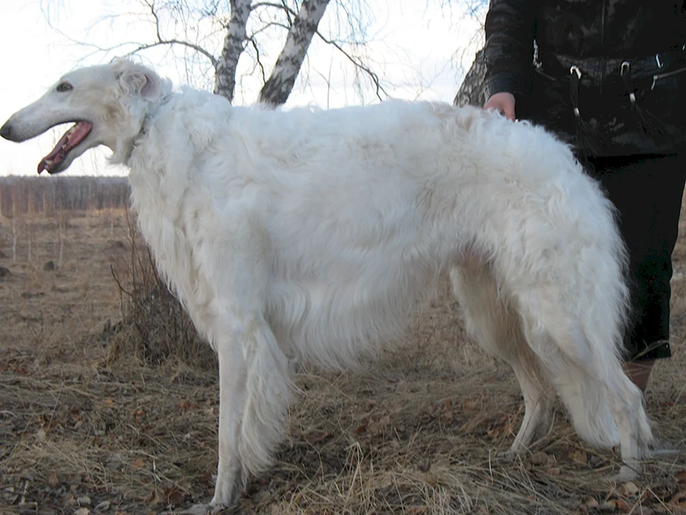 Russian Hound Greyhound Hund