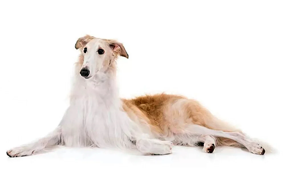 Russischer Windhund Windhund. Hound Greyhound Hunderassen