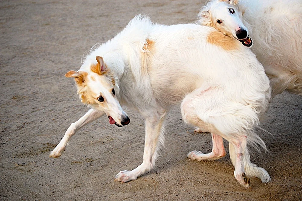 Russischer Windhund-Welpe