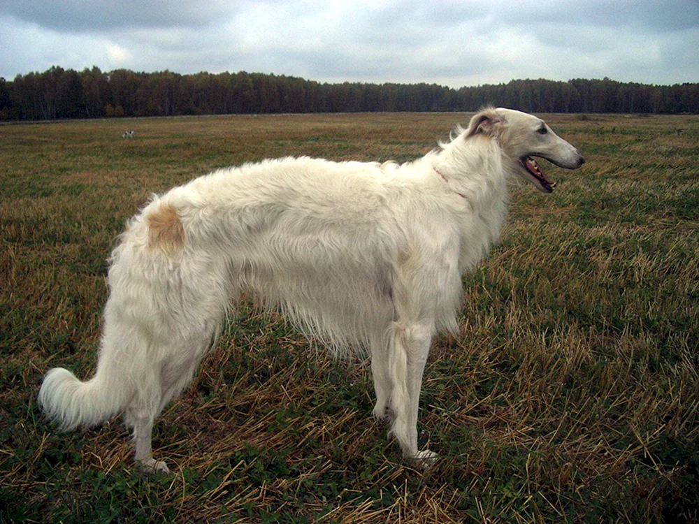 Russischer Laufhund Windhund