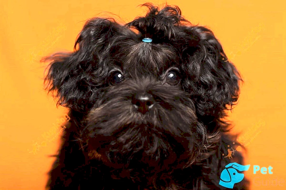 Maltese Bologna Terrier
