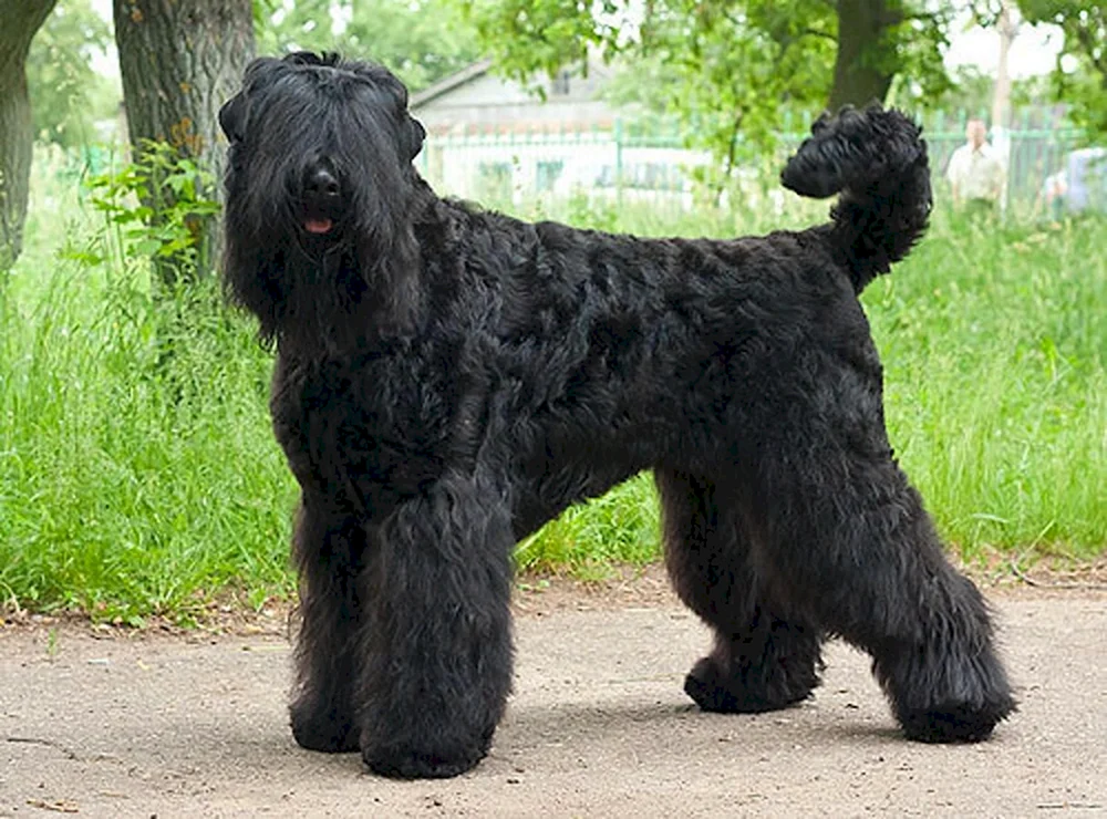 Curly Woolly Retriever