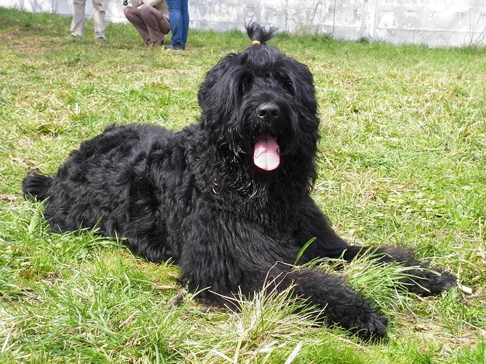 Russian Black Terrier