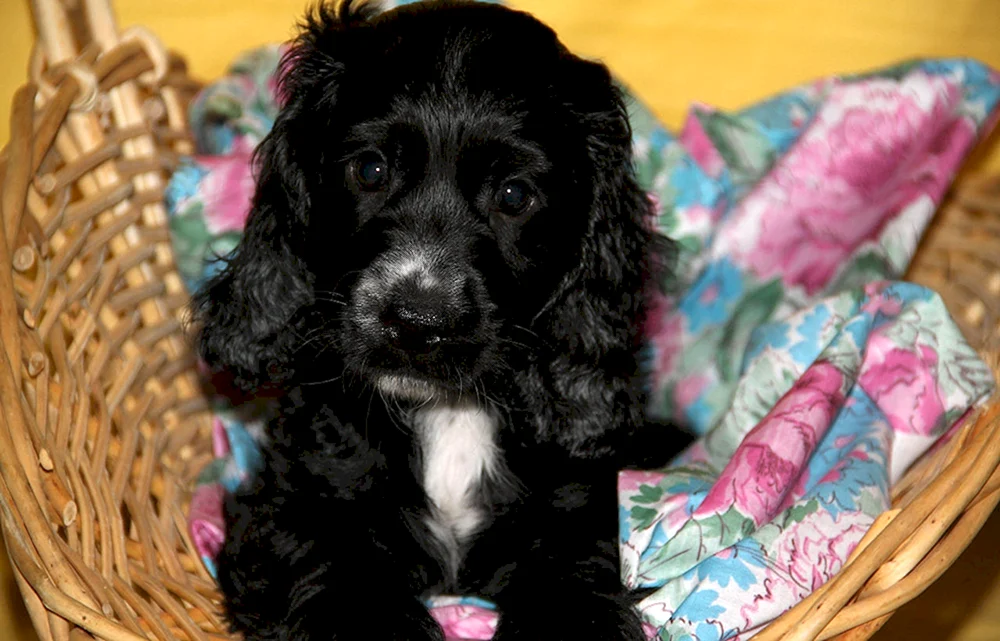 Russischer Cocker spaniel