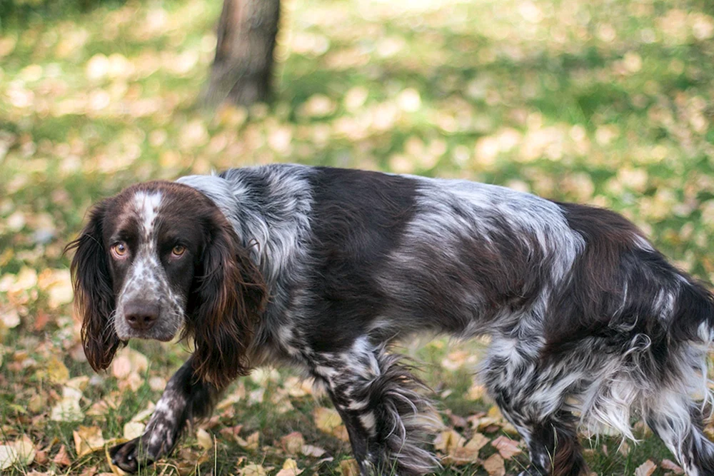 Russischer Cockerspaniel