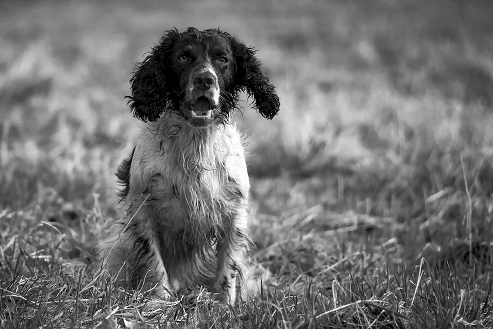 Russischer Jagdspaniel